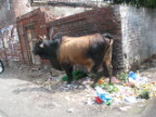 הפרה בהודו
